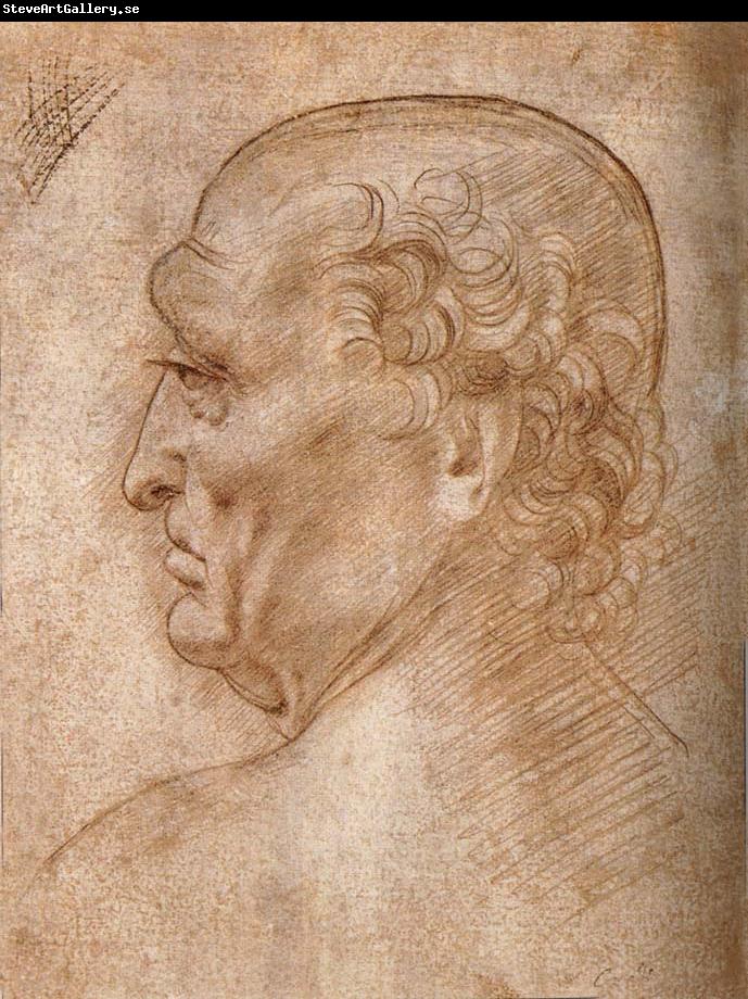 LEONARDO da Vinci Master of the Pala Sforzesca, profile of an old man